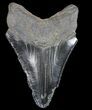 Serrated, Fossil Megalodon Tooth - Georgia #77535-2